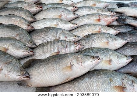 Stack Of Fresh  Lates Calcarifer  At Fish Market ,snapper Fish.