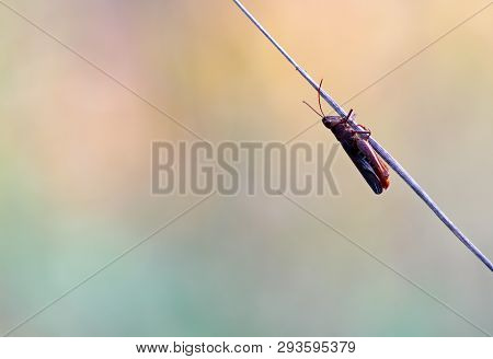 The Small Grasshopper Has Climbed On A Straw On A Beautiful Summer Day