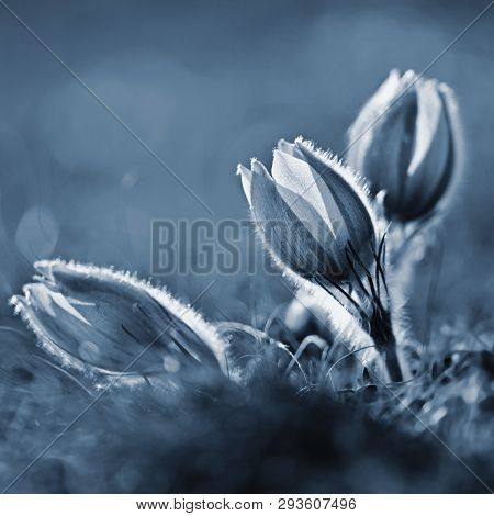 Springtime Season. Beautifully Spring Flowers Blossoming Pasque Flower In The Sunset With A Natural
