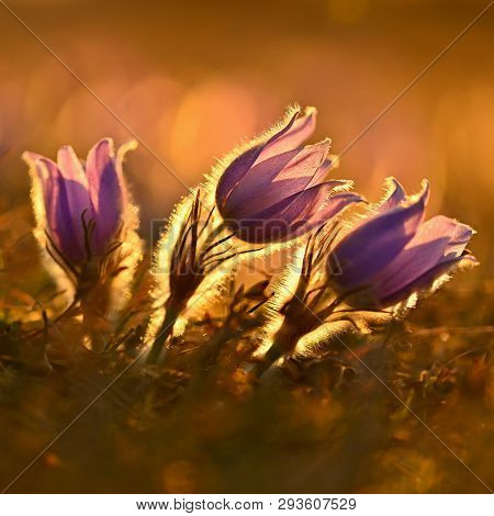 Spring Background With Flowers On Meadow. Beautiful Blooming Pasque Flower At Sunset. Spring Nature,