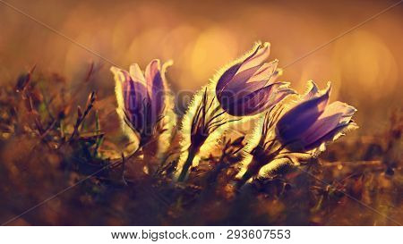 Spring Background With Flowers On Meadow. Beautiful Blooming Pasque Flower At Sunset. Spring Nature,