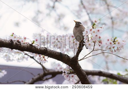 A Starling Bird Alone In The Cherry Blossoms In Tokyo.