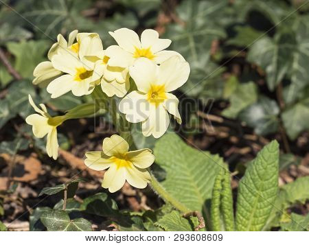 Blooming Primrose Or Primula. Spring Background. Yellow Flowers With Green Leaves On Greenary Backgr