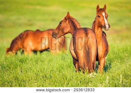 Several Beautiful Wild Horses Grazing On Summer Meadow