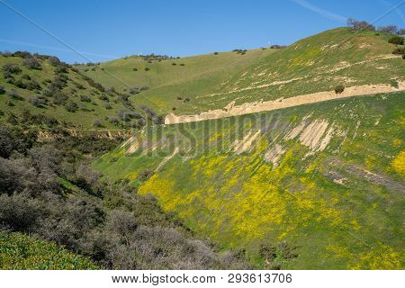 Beautiful Vista Of Wildflowers, Rolling Hills And The San Andreas Fault Along Highway 58 Near Carriz