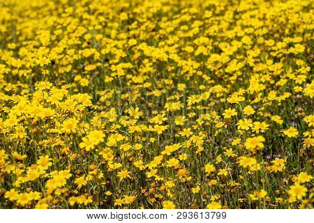 Large Field Of Goldfield Hillside Daisies During California Superbloom