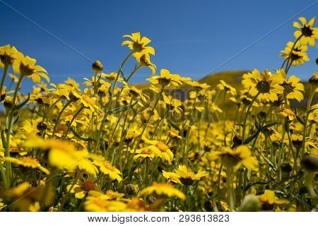 Field Of Goldfields And Hillside Daises Looking Up To A Blue Sky. Taken At Carrizo Plain National Mo