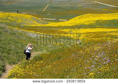 Female Woman Photographer Takes Photos Of The Beautiful Wildflowers At Carrizo Plain National Monume