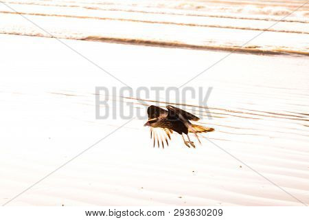 Bird Flying Over The Sea, Bird Of Prey Found On The Brazilian Coast. Bird Of Prey Found On The Brazi