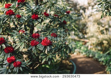 Blooming Colorful Red Rhododendron Flowers In Hothouse. Evergreen Heather Plants In Greenhouse, Red 