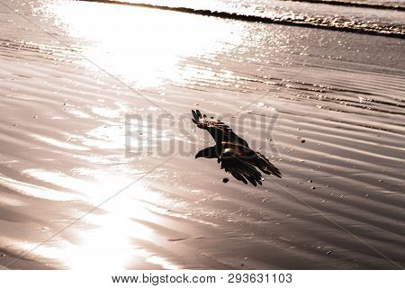 Bird Flying Over The Sea, Bird Of Prey Found On The Brazilian Coast. Bird Of Prey Found On The Brazi