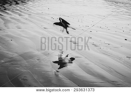 Bird Flying Over The Sea, Bird Of Prey Found On The Brazilian Coast. Bird Of Prey Found On The Brazi