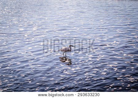 The Little Egret Is A Heron That Occurs In Temperate And Tropical America, Small White Heron Walking