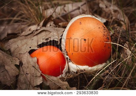 Close Up Of Red Caesar Mushroom In The Autumn Forest