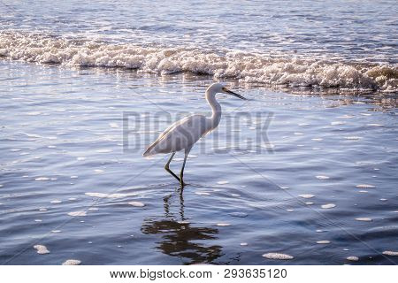 The Little Egret Is A Heron That Occurs In Temperate And Tropical America, Small White Heron Walking