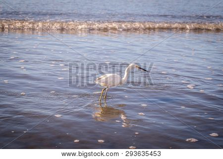 The Little Egret Is A Heron That Occurs In Temperate And Tropical America, Small White Heron Walking