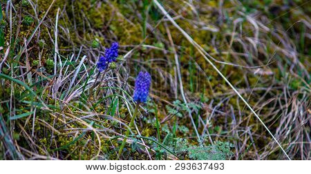 Blue Hyacinth Flowers