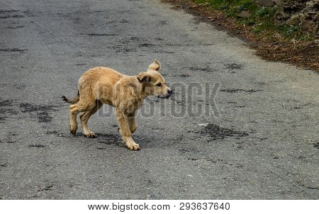Homeless Puppy Walking