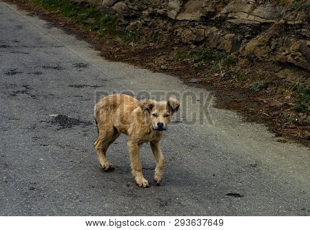 Homeless Puppy Walking