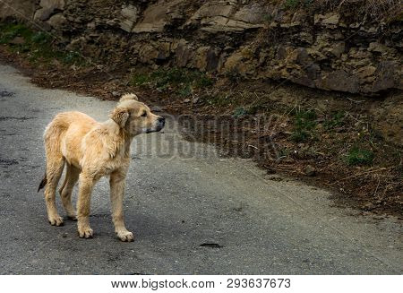 Homeless Puppy Walking