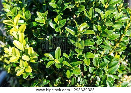 Garden With Green Bush In Sunny Spring Day.