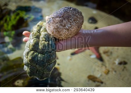Two Sea Cucumbers Hold By Womans Hand Over Water