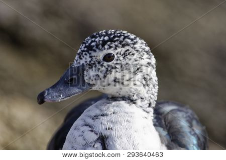 South American Comb Duck - Sarkidiornis Sylvicola 
From Central & South America