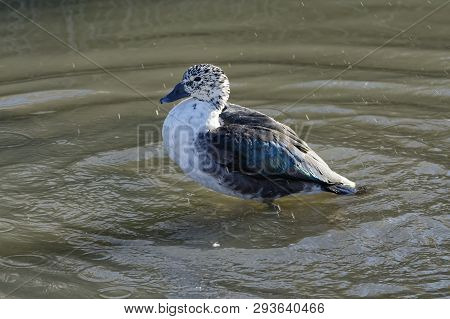 South American Comb Duck - Sarkidiornis Sylvicola 
Standing In Water In Rain