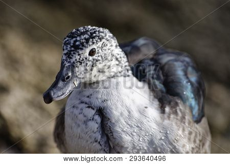 South American Comb Duck - Sarkidiornis Sylvicola 
From Central & South America