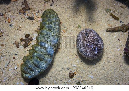 Two Sea Cucumbers In The Bottom Of Water Tank