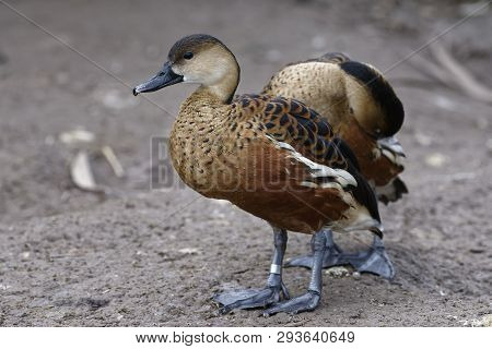 Wandering Whistling-duck - Dendrocygna Arcuata 
From Australia