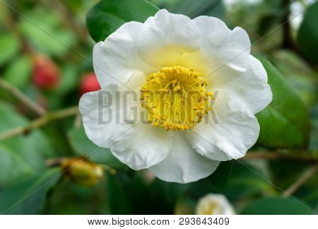 Close-up Of A Beautidful White Camellia Yukimi Guruma (camellia Japonica) Flower In April.
