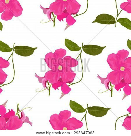 Vector Pattern Of Mandevilla Sanden With Leafs. Botanical Seamless In Fuchsia Colors. Floral Seamles