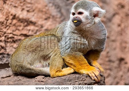 Cute Squirrel Monkey Saimiri Sciureus . Funny Monkey