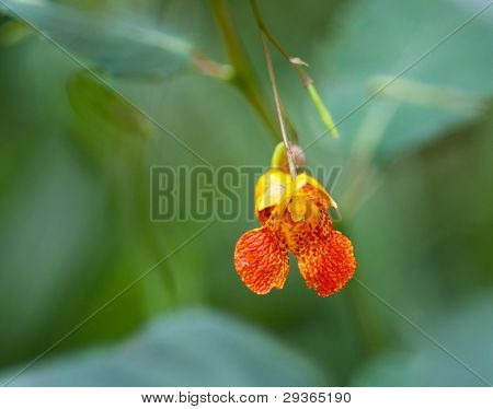Pieni oranssi Jewelweed