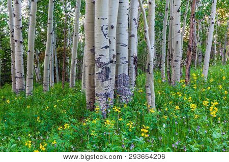 Aspen Trees And Wildflowers In The Colorado Rocky Mountains