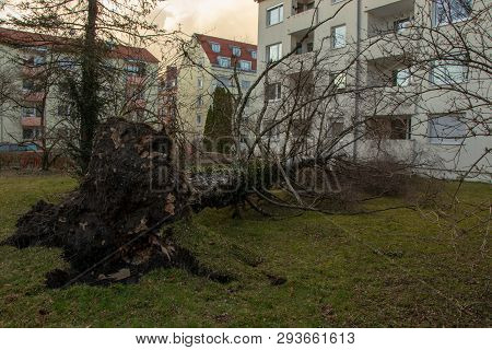 Uprooted Tree Fell On A House After A Serious Storm Named Eberhard
