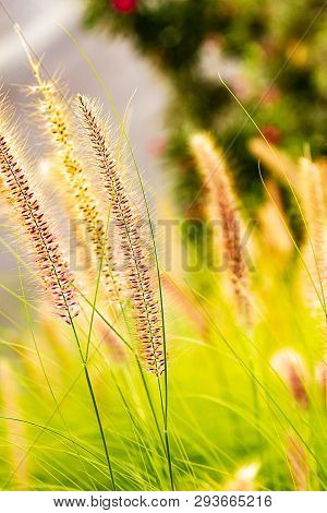 Penniselum Grass In Red Or Purple, Ornamental Grass