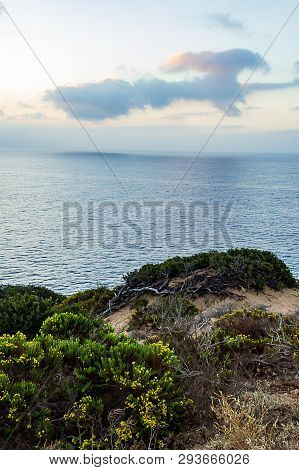 Cliff Side Plants With View Of Pacific Ocean