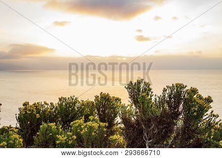 Wildflower, Western Wallflower, With Pacific Ocean In Background
