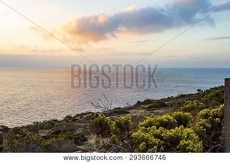 Western Wallflowr Blooming On Cliff With Pacific Ocean