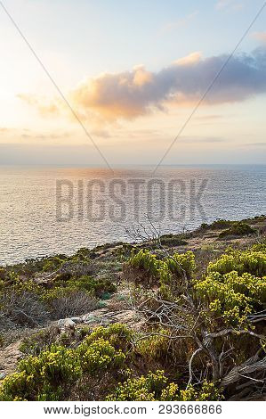 Blooming Wildflowers On Cliff Overlooking Pacific Ocean With Vista