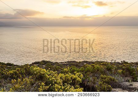 Blooming Wildflowers On Cliff Overlooking Pacific Ocean With Vista