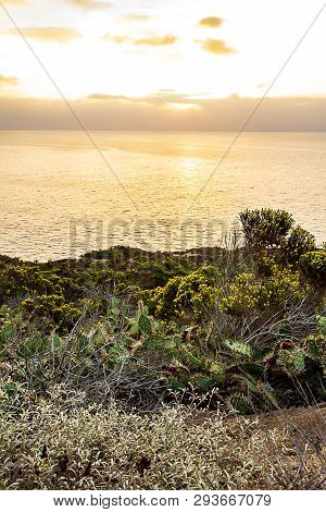 Blooming Western Wallflower With Cactus On Cliff Side Overlooking Pacific