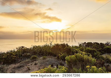 Western Wallflowr Blooming On Cliff With Pacific Ocean At Sunrise