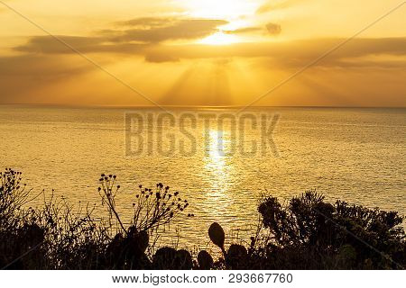 Silhouette Of Plants On Cliff Overlooking Bright Sunrise With Sunrays On Pacific