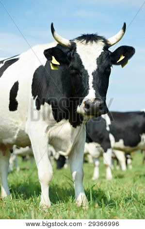 Bílý užitkovosti krav s černými skvrnami, pasoucí se na zelené trávě pastvin nad modrá obloha