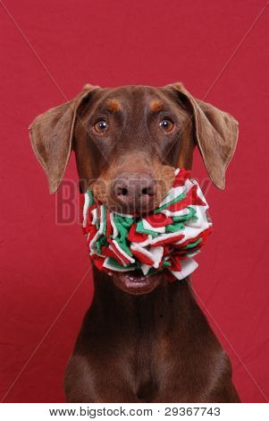 Rød Doberman bedrift legetøj