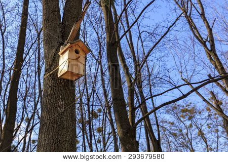 A New Nesting Box Hung On An Oak In A Spring Forest