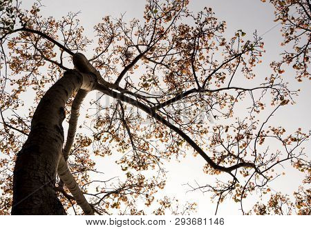 A Low Vantage Point To The Leaves Of Sacred Fig Tree , Looking Up To The Sky